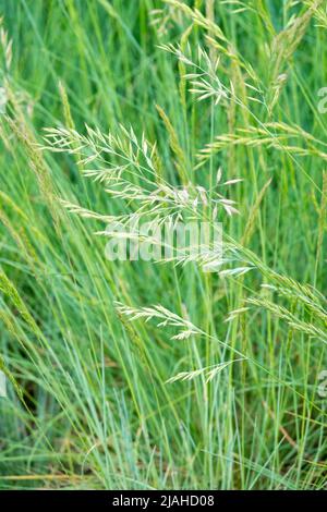 Festuca glauca 'Auslese', Festuca, Blue Feskue, Green,Garten, Gräser, Anbau, Ornamental, Festuca Auslese Stockfoto