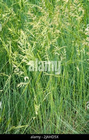 Festuca glauca, Auslese, Blue Fecue, Klumpen, Gras, Festuca, Grashalme, Fescue, Gräser, Blumen Stockfoto