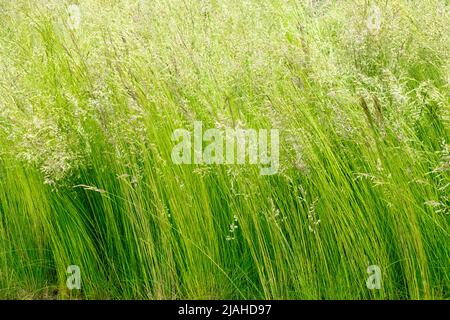 Festuca ovina, Schafs Feskue, Mehrjährige, Gräser, Frühling, Ziergräser, Klumpen, Gras Stockfoto