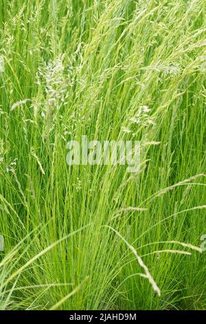 Festuca ovina, Schafs Feskue, Mehrjährige, Gräser, Frühling, Ziergräser, Klumpen, Gras Stockfoto