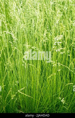 Festuca ovina, Schafs Feskue, Mehrjährige, Gräser, Frühling, Ziergräser, Klumpen, Gras Stockfoto