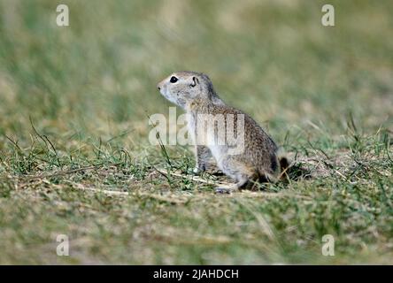 Richardsons Ziesel (Spermophilus richardsonii), Frank Lake, Alberta, Kanada Stockfoto