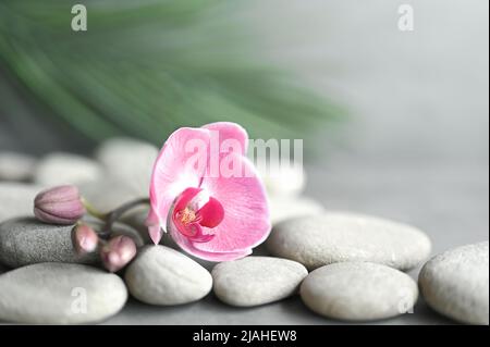 Komposition mit Spa-Steinen, Orchidee rosa Blume auf grauem Hintergrund. Spa-Konzept. Stockfoto