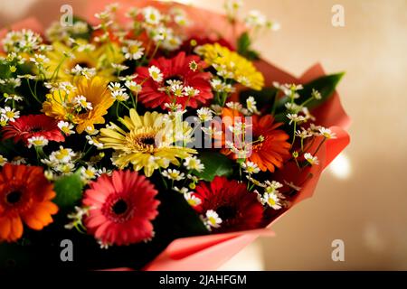 Nahaufnahme einer wunderschönen, farbenfrohen, weiß-roten Mischung aus Gerbera-Blüten auf weißem Hintergrund. Stockfoto