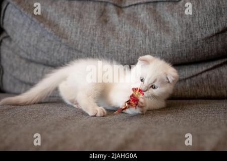 Ginger Katze spielen Haustier mit Spaß auf der Couch. Symbol für Frühlingsferien. Neugieriges Tier Stockfoto
