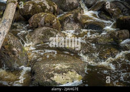Kleiner Fluss tief in den grünen Wäldern. Wunderbare Frühlingsszenerie der Berglandschaft. Klares Wasser zwischen Wald und felsigen Ufer Stockfoto