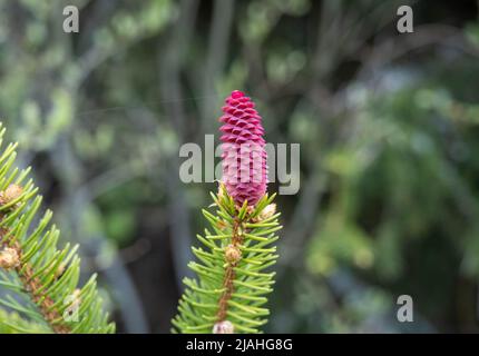 Makroaufnahme des schönen jungen rosa Tannenzapfes, der auf dem Ast des Baumes im Park im hellen Sonnenlicht im Frühling wächst. Stockfoto