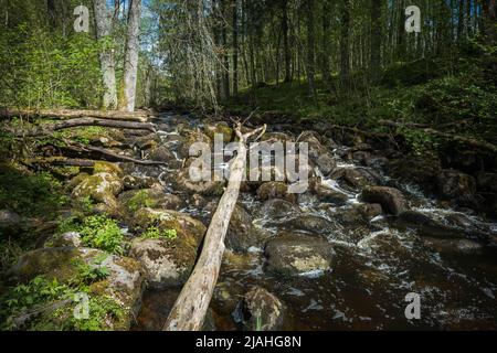 Kleiner Fluss tief in den grünen Wäldern. Wunderbare Frühlingsszenerie der Berglandschaft. Klares Wasser zwischen Wald und felsigen Ufer Stockfoto