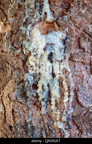 Natürliches Phänomen ist der Prozess der Harzfreisetzung auf Kiefernstamm. Nahaufnahme. Speicherplatz kopieren. Selektiver Fokus. Stockfoto
