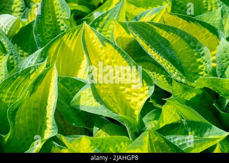 Dekorative, bunte Blätter Hostas im Garten, Wegerich-Lilie, Hosta 'Orange Marmalade' Stockfoto