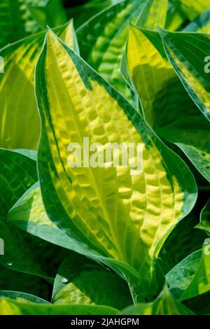 Attraktives Buntes Husta-Blatt, Wegerichlilie, Husta „Orangenmarmelade“ Stockfoto