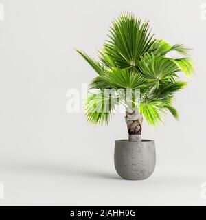 3D Darstellung der Palme in Beton vergossen isoliert auf weißem Hintergrund Stockfoto