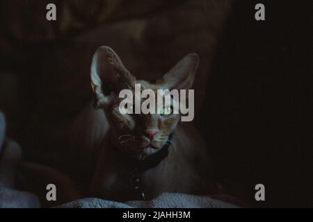 Sphynx Katzen Stockfoto