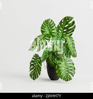 3D Darstellung der Monstera in modernen vergoss isoliert auf weißem Hintergrund Stockfoto