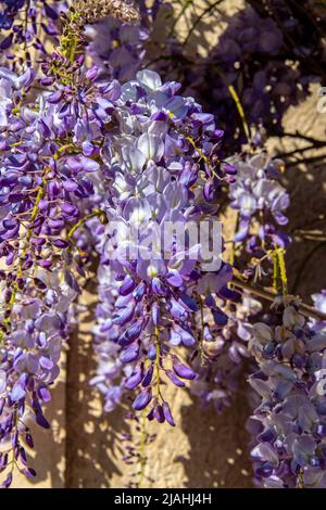 Nahaufnahme von violett gefärbten Blüten einer japanischen Glyzinie im Frühjahr Stockfoto