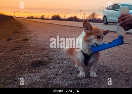 Im Abendlicht werden menschliche Hände von einem transportablen süßen walisischen Corgi auf der Straße bewässert. Tierreisekonzept. Stockfoto