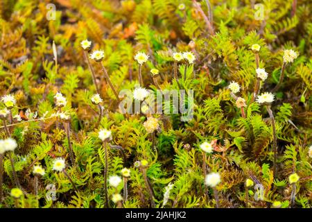 Leptinella squalida, neuseeländische Messingknöpfe, Cotula squalida, Zwerg, dekorativ, Pflanze, Blühende Messingknöpfe Stockfoto