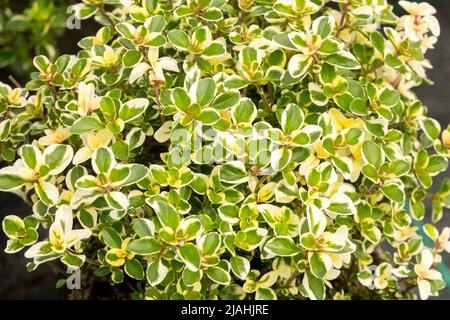 Breitblatt-Thymian, Thymus Foxley, Thymus pulegioides, Zwerg, Dekorativ, Thymus, Foxley, Variegated, Blätter, Thymian variegated Stockfoto