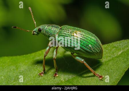 Ein Polydrusus formosus mit seinem brillanten Metallic-Grün vor grünem Hintergrund Stockfoto