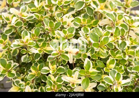 Breitblatt-Thymian, Thymus Foxley, Thymus pulegioides, Zwerg, dekorativ, Thymus, Foxley, Bunt, Blätter, Thymian Stockfoto