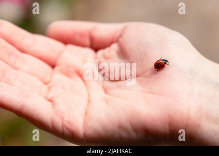 Ein Marienkäfer an der Hand der Frau im Fokus. Glück wünschen oder sich verlieben Konzeptfoto. Stockfoto