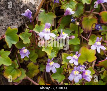 Ivy-leaved Toadflax (Cymbalaria muralis) auf Kalkstein in Somerset, England. Weitere Namen sind: Colisseum Evy, Kenilworth Evy, Mutter von Tausenden, p Stockfoto