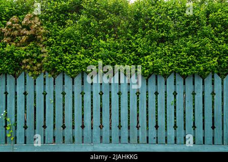 Vorderansicht von üppigen und dicken Bäumen hinter verwittertem Holzzaun im Sommer mit blauem Anstrich. Stockfoto