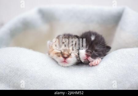 Zwei Schnauze neugeborener schlafender Kätzchen auf einer weichen Strickdecke. Liebe für Katzen. Komfort und Zärtlichkeit der Haustiere Stockfoto
