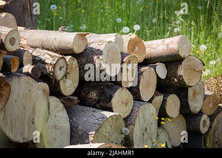Stapel von Holzstämmen Lagerung. Holzeinschlag für Brennholz. Stockfoto