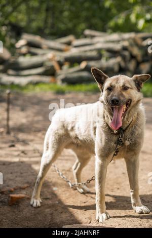 Der Haushund nahm seine Zunge an der Kette heraus. Im Hof Stockfoto