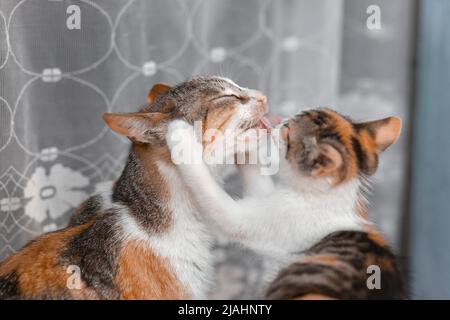 Mutter Katze spielt mit ihrem Kind. Leckt Kätzchen mit der Zunge Stockfoto