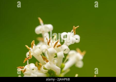 Makrodetail der Blüten eines Ligustrum-Exemplars im Garten isoliert auf Grün Stockfoto