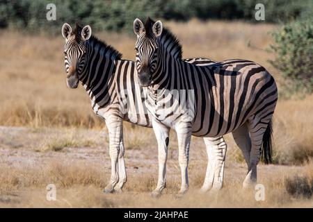 Das Zebra der Ebenen (Equus quagga) oder Burchells Zebra (Equus quagga burchelli) im Etosha-Nationalpark, Namibia. Stockfoto