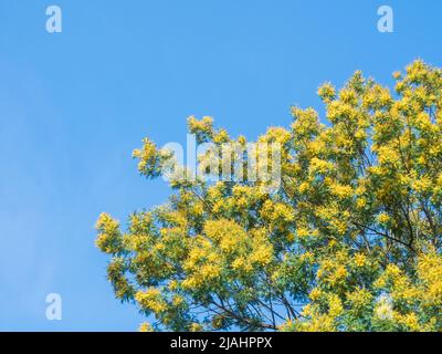Leuchtend gelbe Mimosenblüten blühten auf einem grünen Frühlingsbaum vor blauem Himmel. Weichfokus Stockfoto