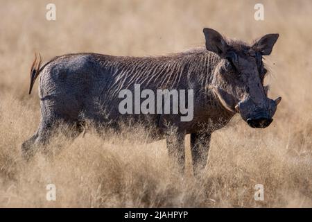 Ein Warzenschwein mit riesigen Stoßzähnen auf diesem Porträt aus Namibia, Afrika Stockfoto