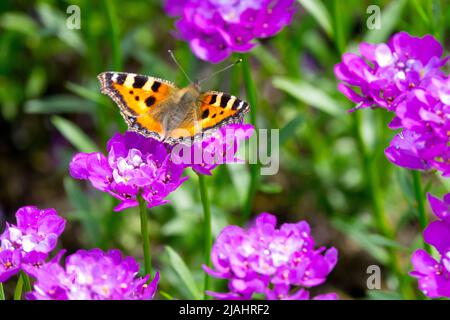 Kleine Tortoiseshell Schmetterling, Fütterung, ON, Iberis sempervirens 'Absolutely Amethyst', Schmetterling, Blume, Aglais urticae Iberis sempervirens Stockfoto