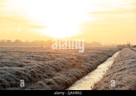 Schafe auf der Wiese fressen Gras in der Herde während des bunten Sonnenaufgangs oder Sonnenuntergangs. In Noordwijk, Niederlande Stockfoto