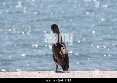 Ein einzelner brauner Pelikan (Pelecanus occidentalis), der auf einem Strand mit glitzerndem Wasser im Hintergrund ruht Stockfoto