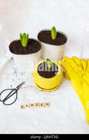 Verpflanzen Hyazinthbirnen in neue Töpfe, vor dem Hintergrund der Gartengeräte, gelbe Handschuhe. Gartenbeschriftung Stockfoto