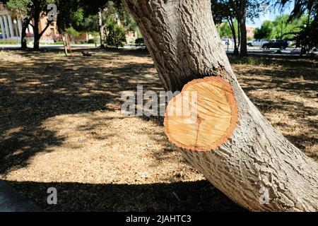 Baumbeschnitt; Kettensägenmarkierungen auf einem frisch getrimmten Baumstamm, die die Dicke der Rinde und die Markierungen zeigen, die von einem Kettensägeblatt hinterlassen wurden; Beschneidung. Stockfoto