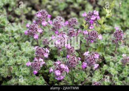 Thymian Thymus arcticus, Thymus drucei, Thymus praecox, Thymus pseudolanuginosus, schleichender Thymian, Wolliger Thymian Stockfoto