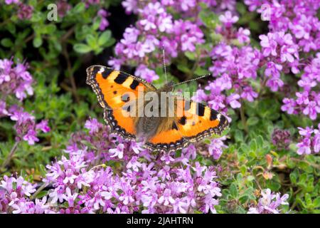 Nymphalis urticae, Schmetterling, Nektar auf Thymian fütternd, kleiner Tortoiseshell-Schmetterling auf Blume, Aglais urticae Stockfoto