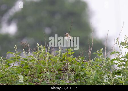 Buchfink auf einem Zweig in einer Hecke mit grünen Bäumen Im Hintergrund Stockfoto