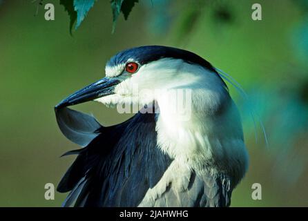 Erwachsene Schwarzkronenreiher aus nächster Nähe und zur Vorbereitung Stockfoto