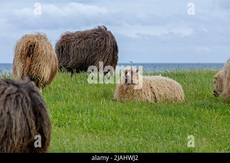 Norwegische Schafe auf dem Deich, Falshöft, Geltinger Birk, Schleswig-Holstein, Deutschland Stockfoto