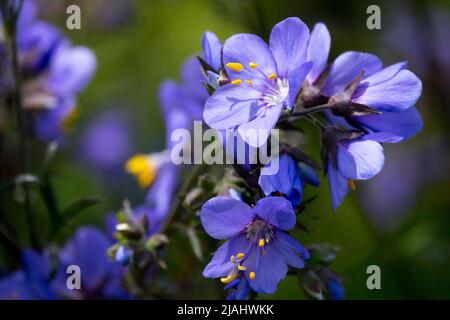 Blau, Blume, Polemonium 'Bressingham Purple', Polemonium caeruleum, Polemonium yezoense, Jacobs Ladder, dekorativ, Nahaufnahme Stockfoto