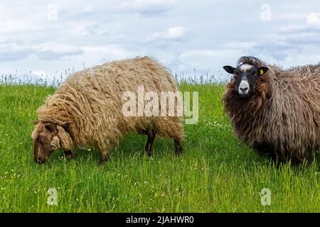 Norwegische Schafe auf dem Deich, Falshöft, Geltinger Birk, Schleswig-Holstein, Deutschland Stockfoto