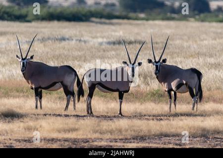 Gemsbock oder Gemsbuck (Oryx gazella) in Namibia Stockfoto