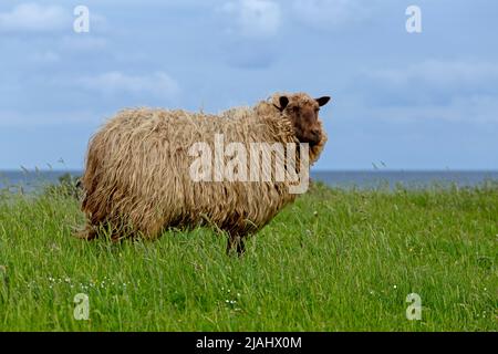 Norwegische Schafe auf dem Deich, Falshöft, Geltinger Birk, Schleswig-Holstein, Deutschland Stockfoto