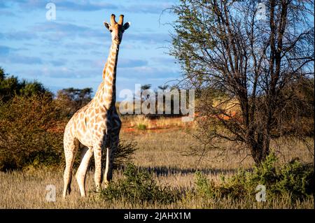 Giraffe, die auf der trockenen afrikanischen Savannenlandschaft hoch geht Stockfoto
